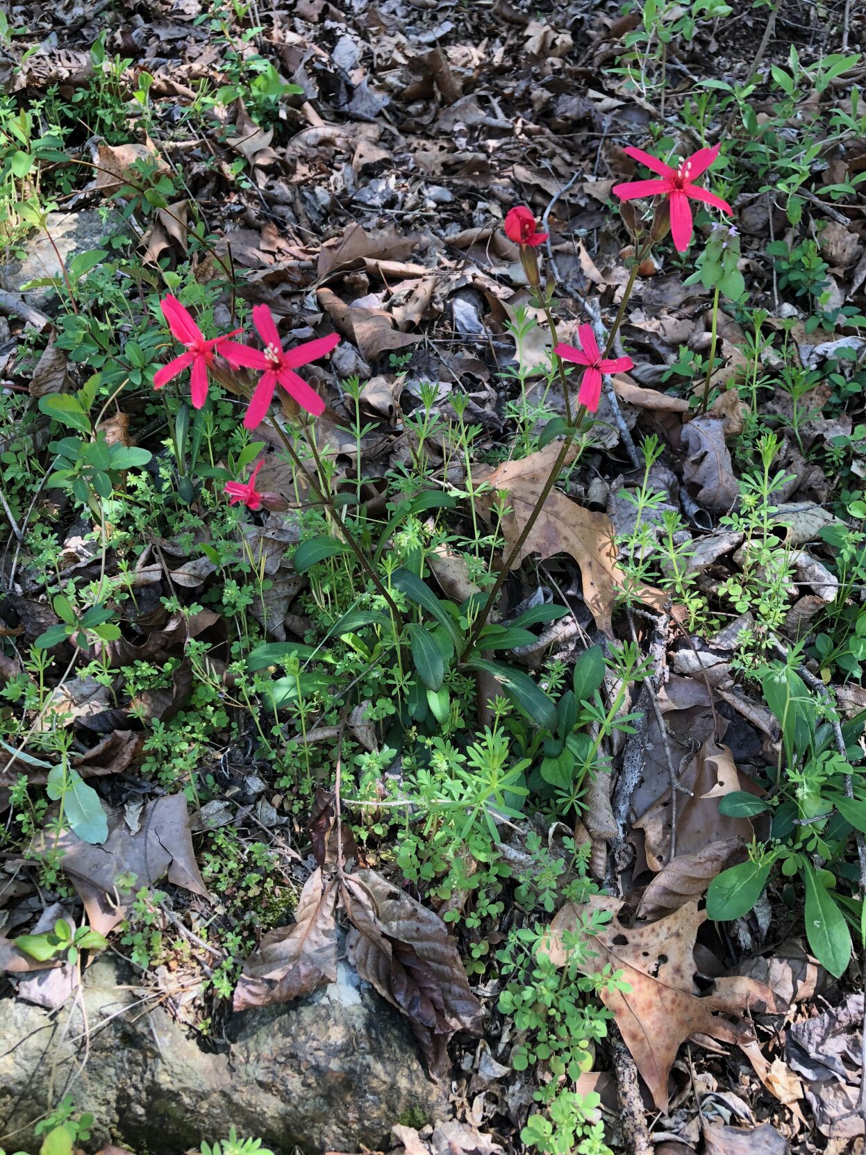 Fire pinks